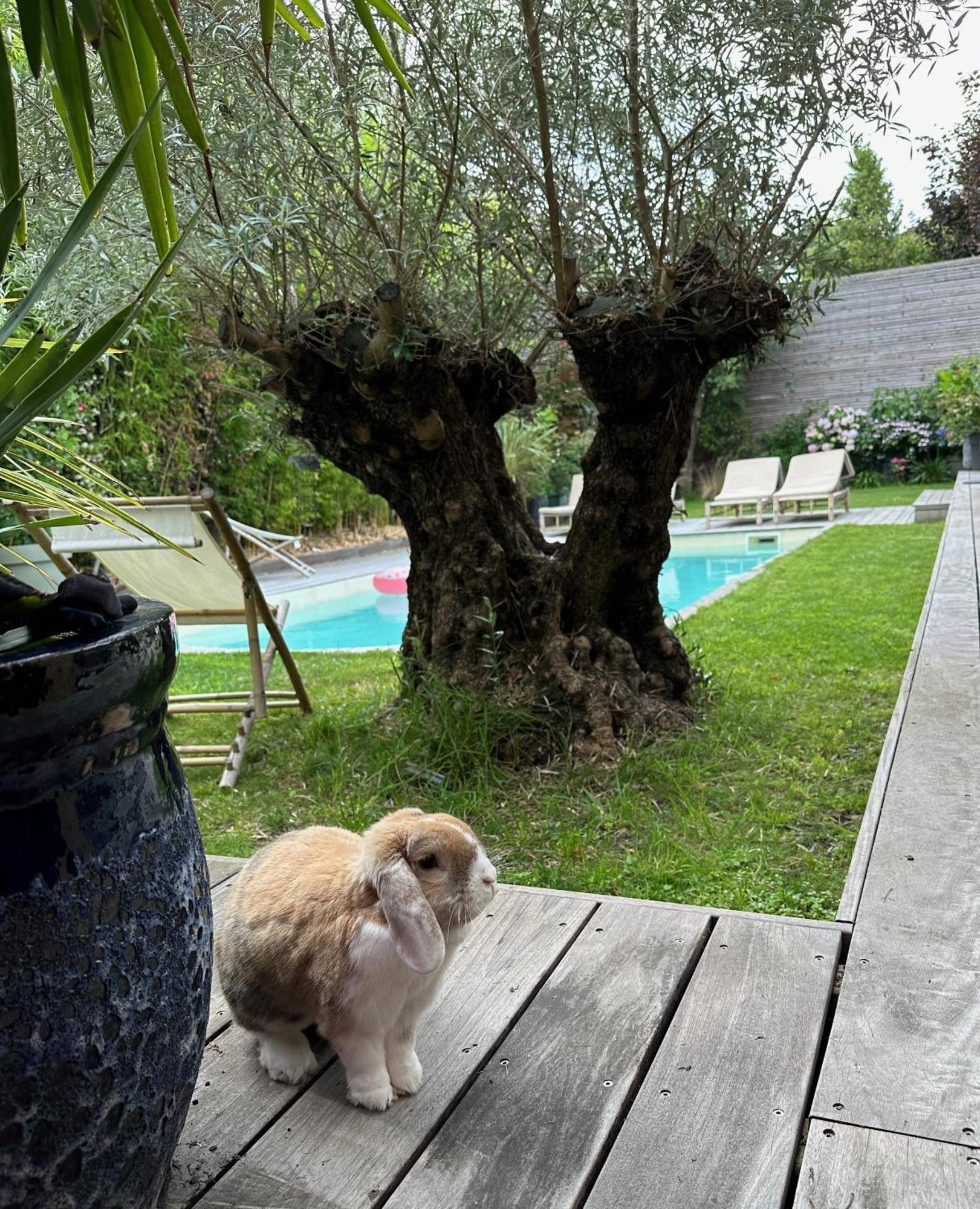 Les Penates Bordelaises - Maison D'Hotes - Guesthouse Bordeaux Exteriör bild
